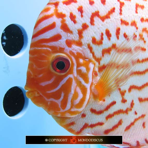 discus-piu-belli
