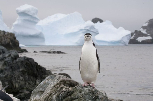Le più belle foto della natura: Paul Nicklen - Antartide