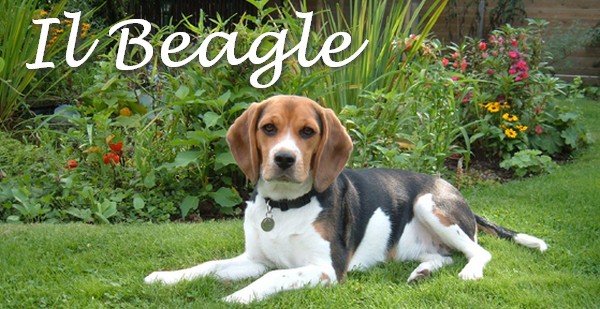 beagle