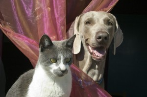cane-gatto