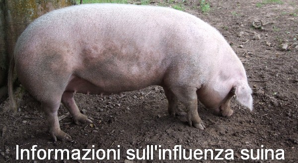 Informazione sull'influenza trasmessa dai maiali