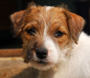 cucciolo-di-jack-russell-terrier