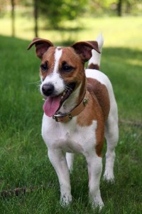 jack-russell-terrier foto Wikipedia