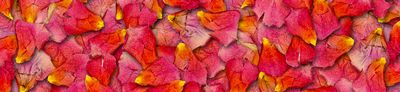 petali-rosa