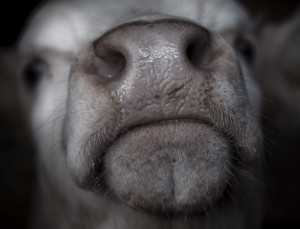 mucca