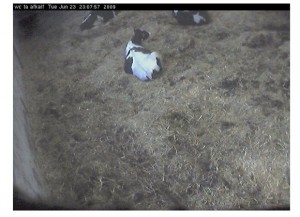 Mucche in webcam