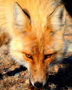nuovo-firefox