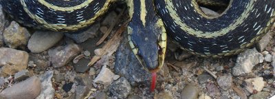 serpente