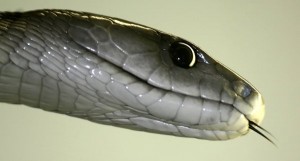 serpenti-velenosi