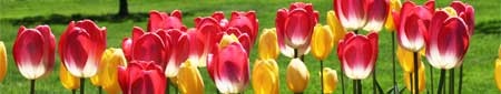 fiori