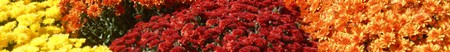 tanti-fiori